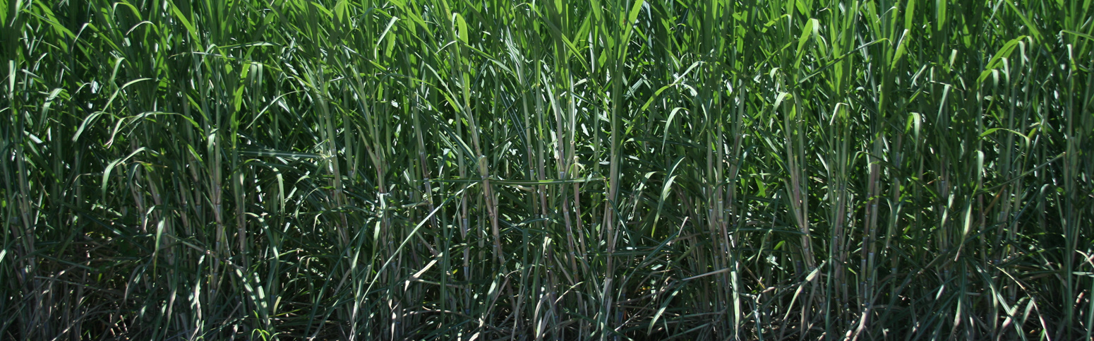 Biodegradable karnataka