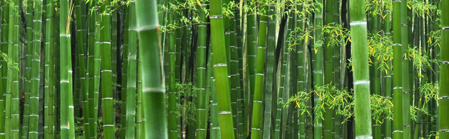 Biodegradable Products in india