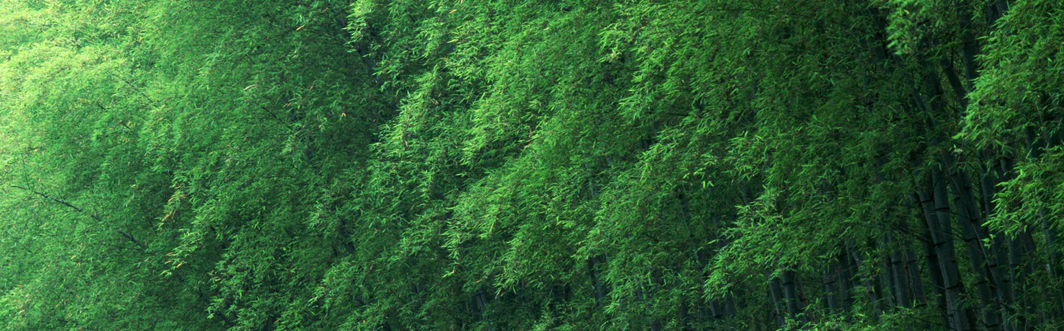 Sugarcane Bagasse Products supplier in bangalore