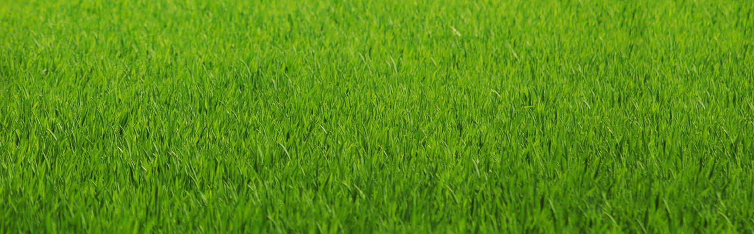 Sugarcane Bagasse Products supplier in bangalore